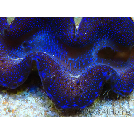 WYSIWYG Tridacna maxima Bénitiers