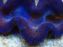 WYSIWYG Tridacna maxima Bénitiers C4 (5 cm)