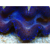 WYSIWYG Tridacna maxima Bénitiers C4 (5 cm)
