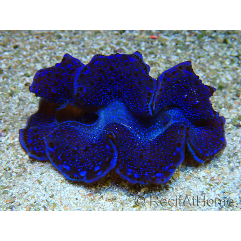 WYSIWYG Tridacna maxima Bénitiers