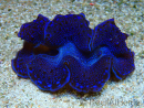 WYSIWYG Tridacna maxima Bénitiers C5 (5 cm)