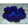 WYSIWYG Tridacna maxima Bénitiers