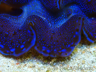 WYSIWYG Tridacna maxima Bénitiers