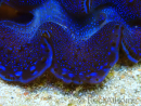 WYSIWYG Tridacna maxima Bénitiers