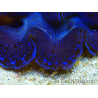 WYSIWYG Tridacna maxima Bénitiers
