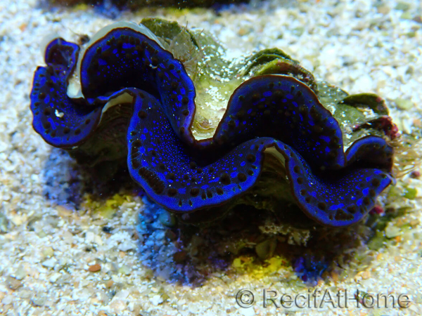 WYSIWYG Tridacna maxima Bénitiers C6 (5.5cm)