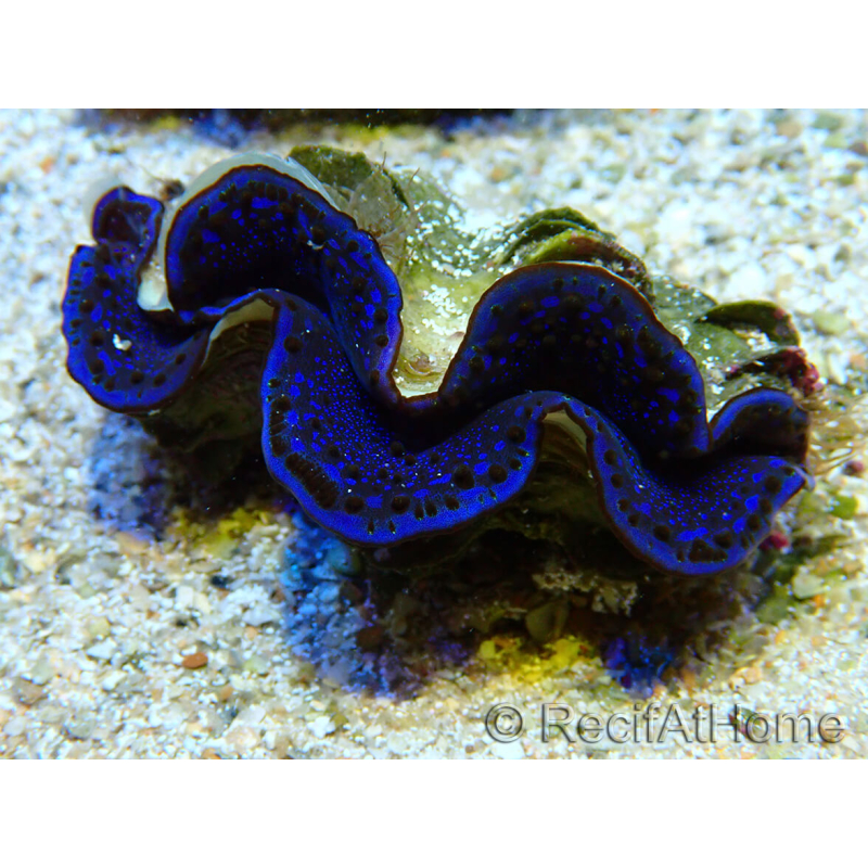 WYSIWYG Tridacna maxima Bénitiers