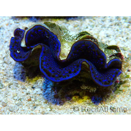 WYSIWYG Tridacna maxima Bénitiers