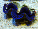 WYSIWYG Tridacna maxima Bénitiers