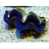 WYSIWYG Tridacna maxima Bénitiers