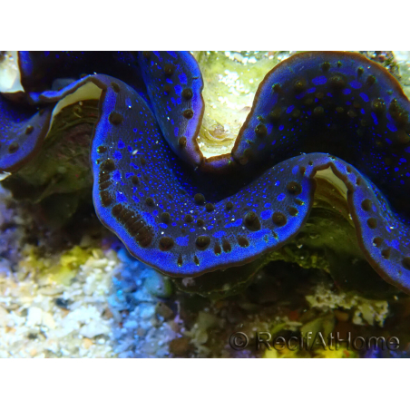 WYSIWYG Tridacna maxima Bénitiers