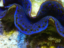 WYSIWYG Tridacna maxima Bénitiers