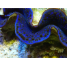 WYSIWYG Tridacna maxima Bénitiers