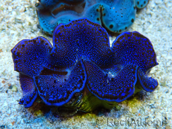WYSIWYG Tridacna maxima Almejas