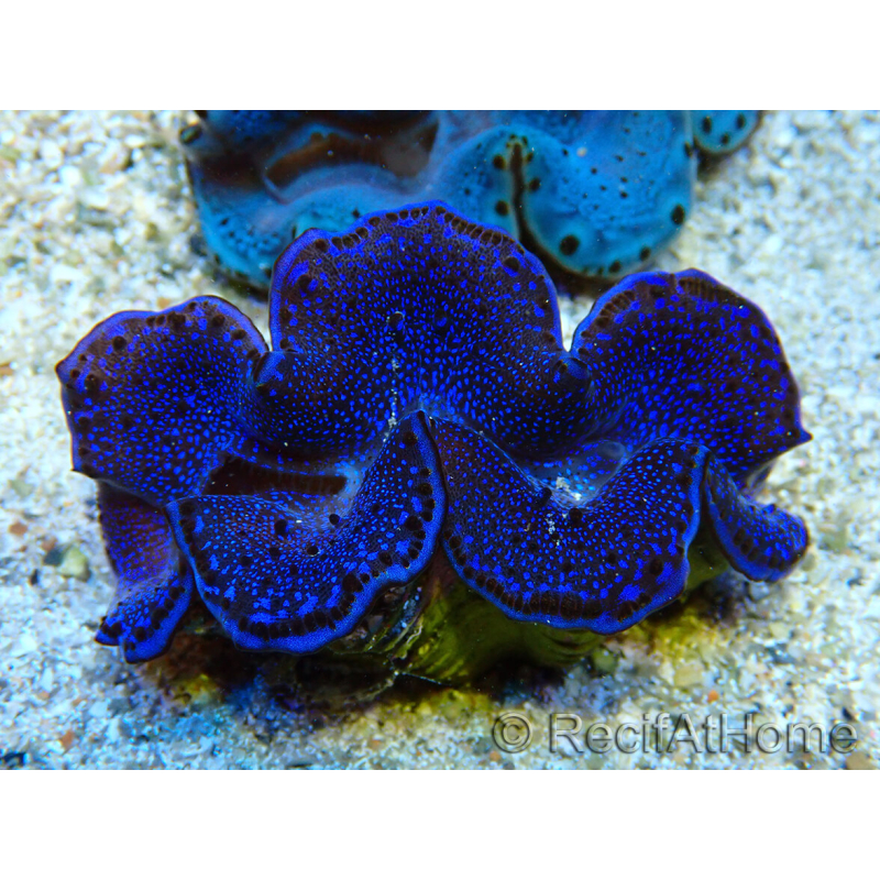 WYSIWYG Tridacna maxima Bénitiers