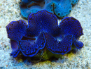 WYSIWYG Tridacna maxima Bénitiers C7 (5.5 cm)