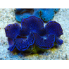 WYSIWYG Tridacna maxima Muscheln
