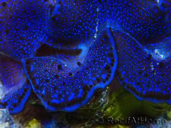 WYSIWYG Tridacna maxima Benedizioni