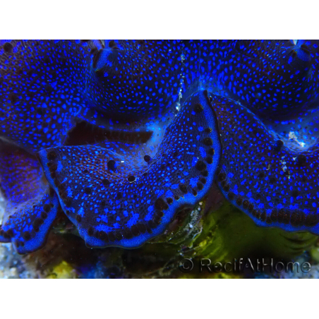 WYSIWYG Tridacna maxima Benedizioni
