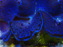 WYSIWYG Tridacna maxima Bénitiers