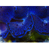 WYSIWYG Tridacna maxima Bénitiers