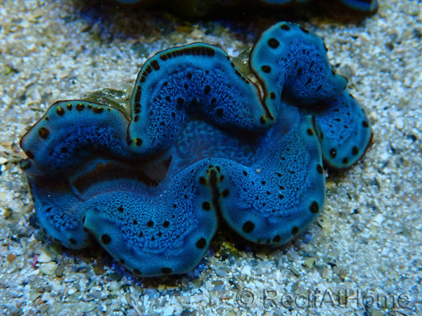 WYSIWYG Tridacna maxima Clams