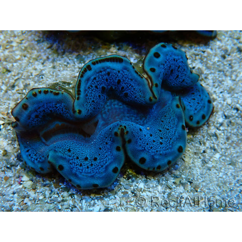 WYSIWYG Tridacna maxima Bénitiers