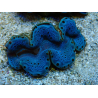 WYSIWYG Tridacna maxima Almejas