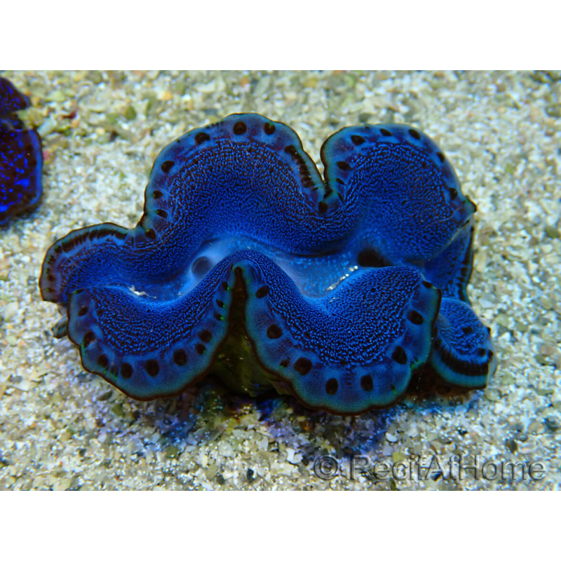 WYSIWYG Tridacna maxima Moluscos