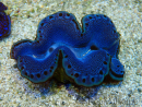 WYSIWYG Tridacna maxima Clams
