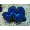 WYSIWYG Tridacna maxima Bénitiers C9 (5.5 cm)