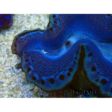 WYSIWYG Tridacna maxima Benedetti