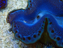 WYSIWYG Tridacna maxima Benedetti