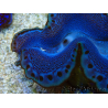 WYSIWYG Tridacna maxima Bénitiers C9 (5.5 cm)