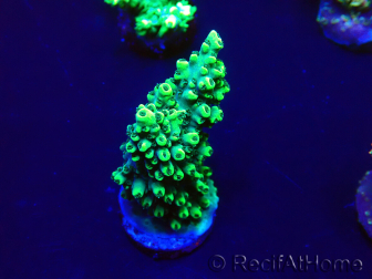 WYSIWYG Acropora 15A7 Mariculture acclimaté led