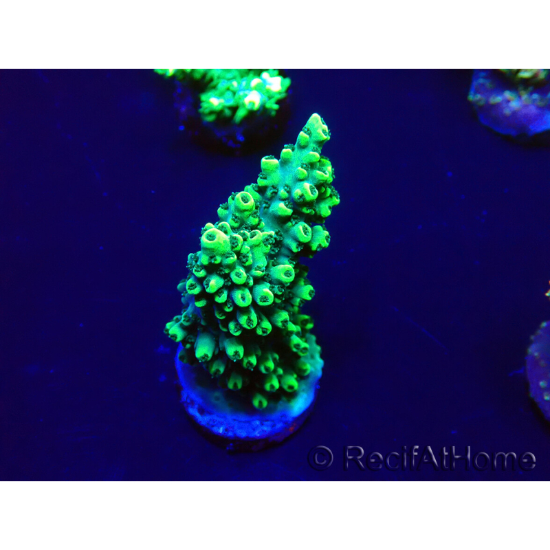 WYSIWYG Acropora Mariculture acclimaté led