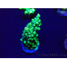 WYSIWYG Acropora Mariculture acclimaté led