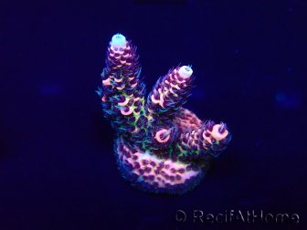 WYSIWYG Acropora millepora Mariculture acclimated LED