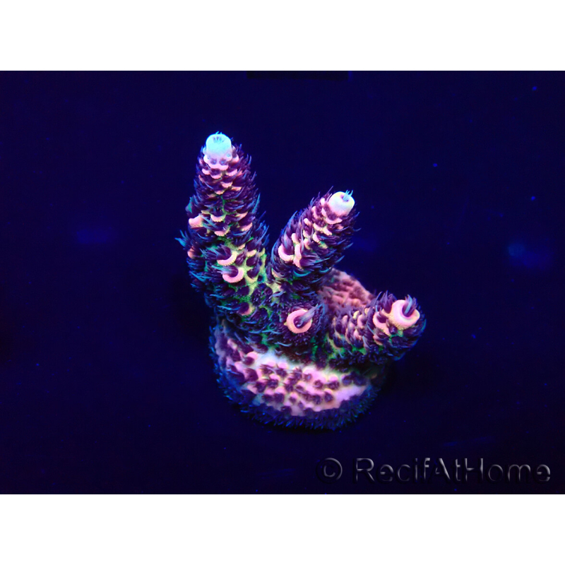 WYSIWYG Acropora millepora Mariculture acclimated LED