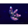 WYSIWYG Acropora millepora Maricultura acclimatata led