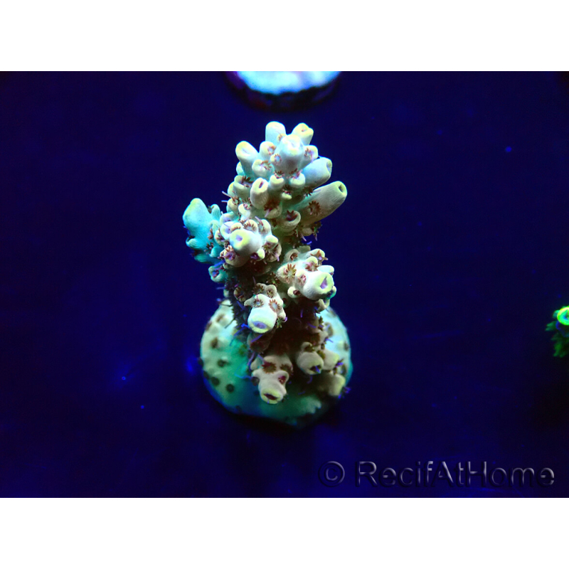 WYSIWYG Acropora 15E10 Mariculture acclimaté led