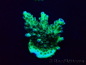 WYSIWYG Acropora akklimatisiert LED