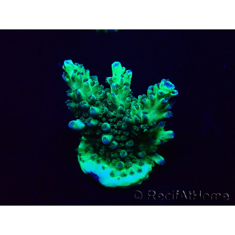 WYSIWYG Acropora akklimatisiert LED