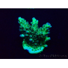 WYSIWYG Acropora 15F3 aclimatado led