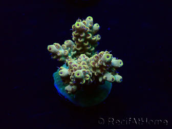 WYSIWYG Acropora Mariculture acclimaté led