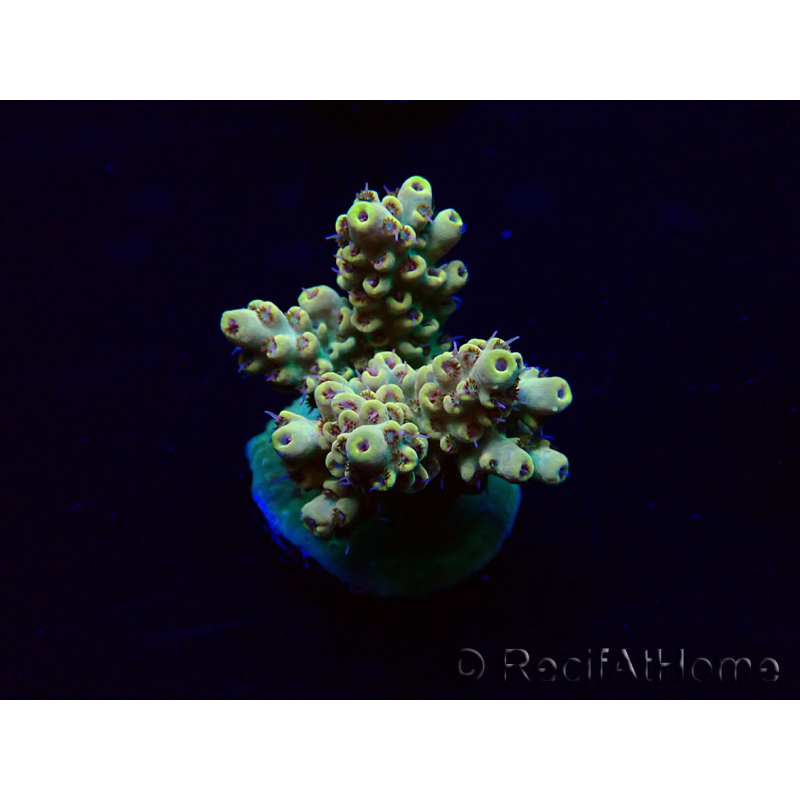 WYSIWYG Acropora 15J3 Mariculture acclimaté led