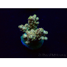 WYSIWYG Acropora Mariculture acclimaté led