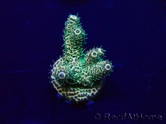 WYSIWYG Acropora acclimaté led