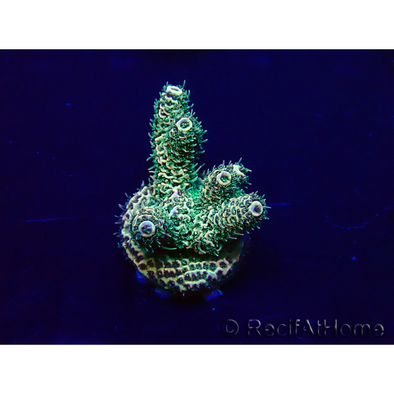 WYSIWYG Acropora acclimaté led