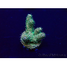 WYSIWYG Acropora hyacinthus 15K3 Mariculture acclimaté led